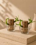 Verdant Duo Planter Set